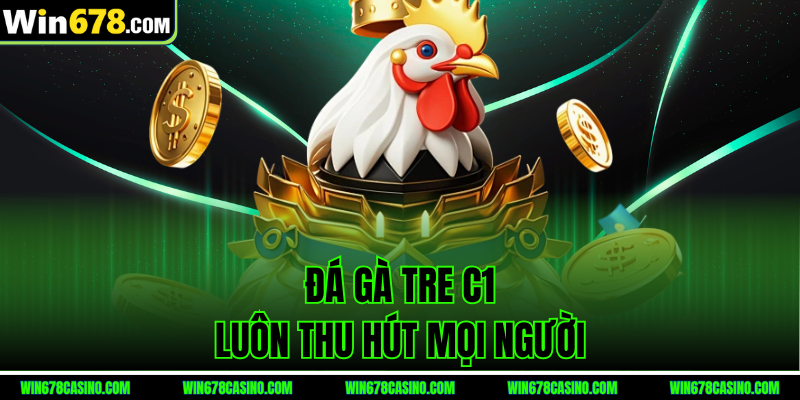 Đá gà tre C1 luôn thu hút mọi người
