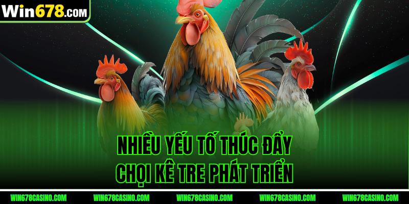 đá gà tre c1 - nhiều yếu tố thúc đẩy chọi kê tre phát triển